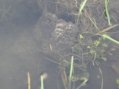 Frogspawn in the brook