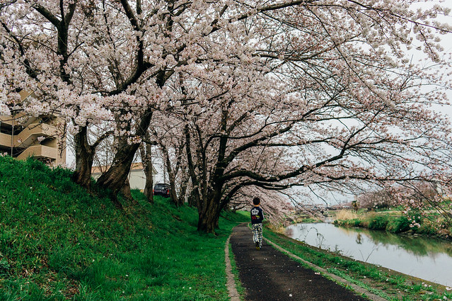 CherryBlossoms_01