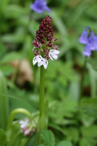 Lady Orchid Orchis purpurea