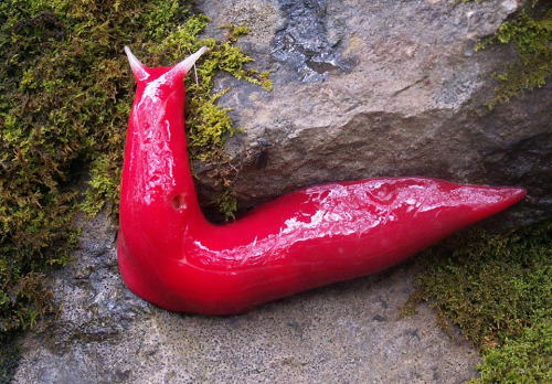 The unique giant fluorescent pink slug Triboniophorous graeffei found only in the misty Mount Kaputar area of New South Wales, Australia. It grows around 20cm long and feeds on moss. I