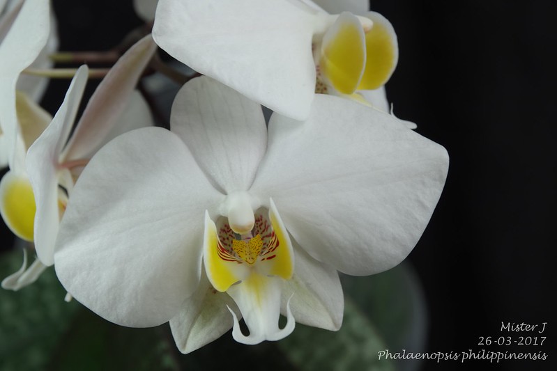 Phalaenopsis philippinensis 33526746611_5a4df94b5f_c