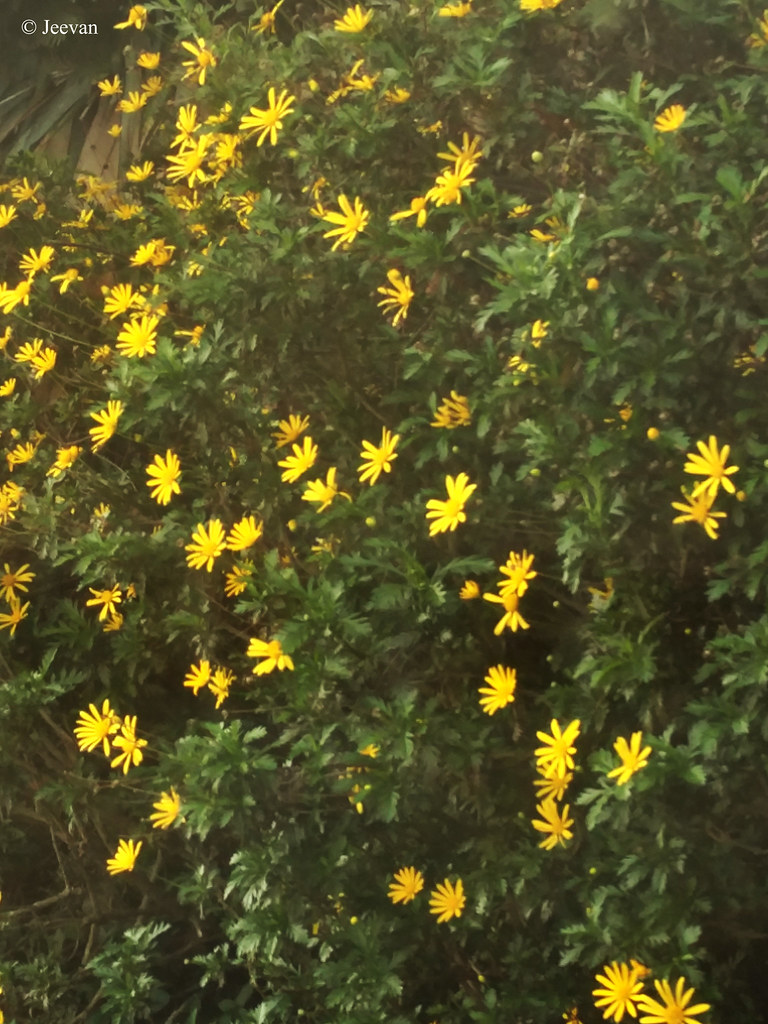 Jeevan's World: Yellow Daisy-like Flowers