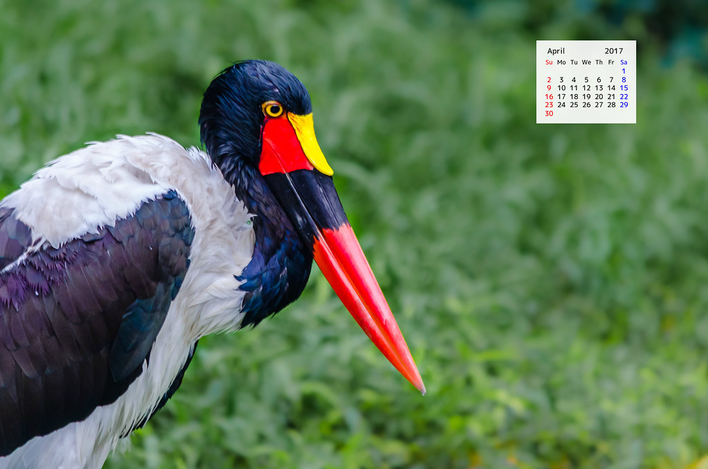 April 2017 Calendar Desktop Wallpaper Saddle Billed Stork