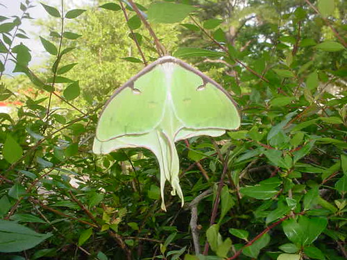 Luna moth(s)