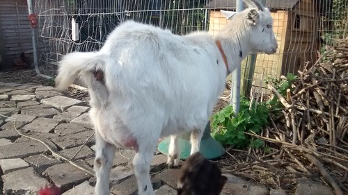 pregnant goat Apr 17 (2)