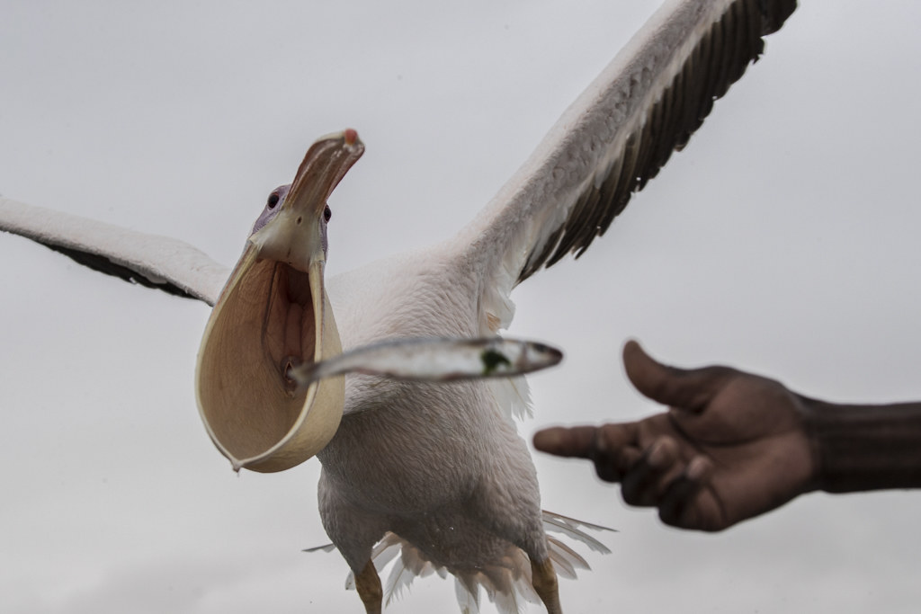 Great White Pelican  Pelecanus Onocrotalus