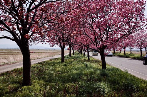 桜の花、舞い上がる道を 2017