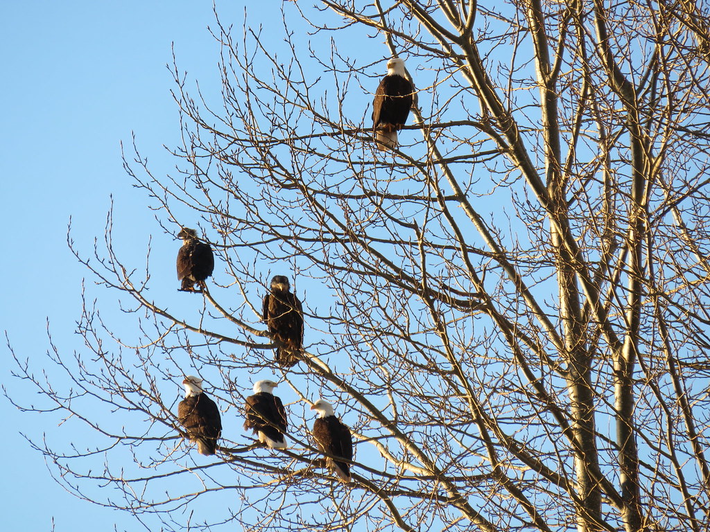 Family of Eagles