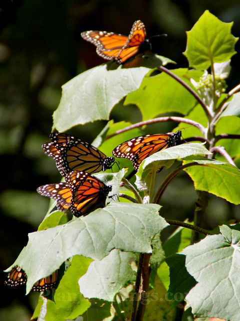 monarchs 1