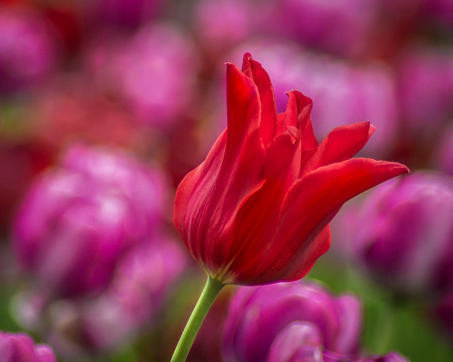 Tulip, Red, Garden, Tulips, Flower