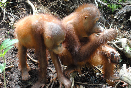 Orangutan Foundation International Charlie & Karti