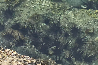 Sibale island - Sea urchin