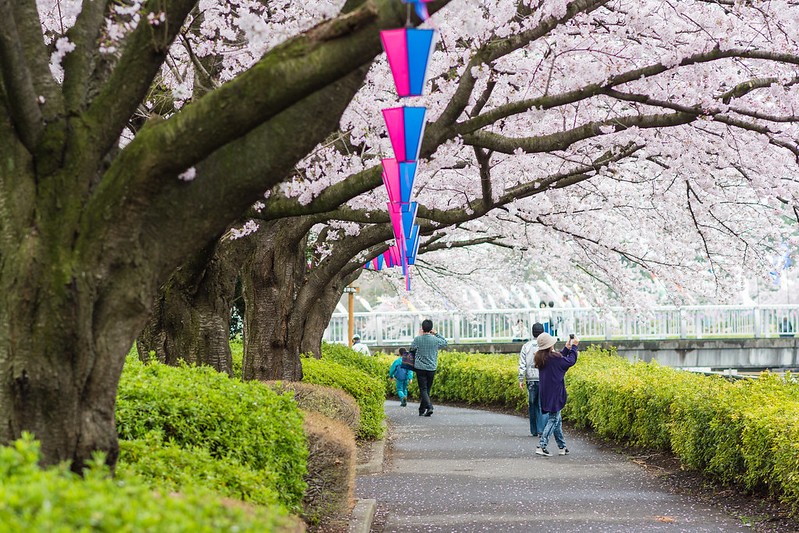 鶴生田川沿いの遊歩道に咲く桜
