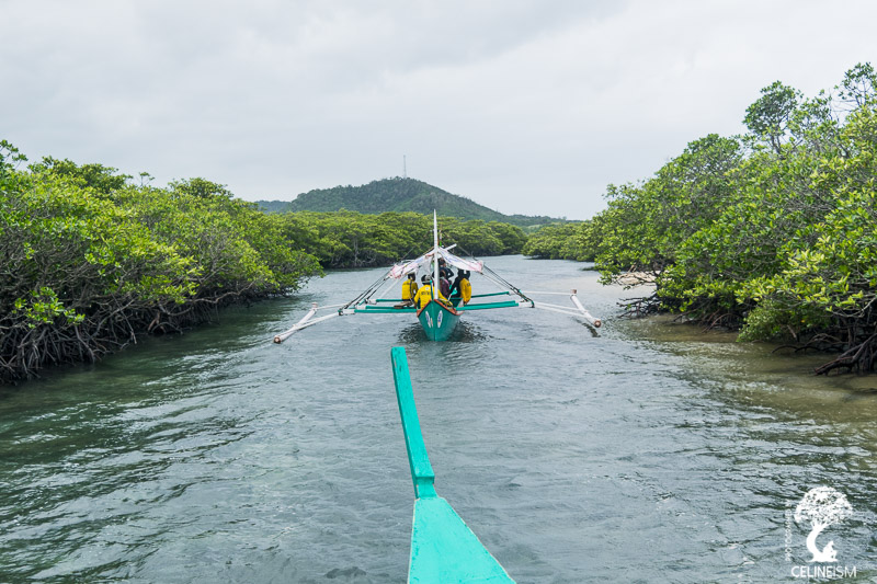 Going through the mangroves