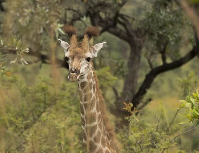 Etapa 5: Nuestras experiencias en Berg-en-Dal camp (Kruger National Park) - Kruger-Addiction: Cuarta visita por libre al Parque Nacional Kruger (Sudáfrica) (6)