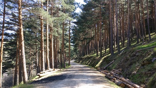 Camino entre árboles