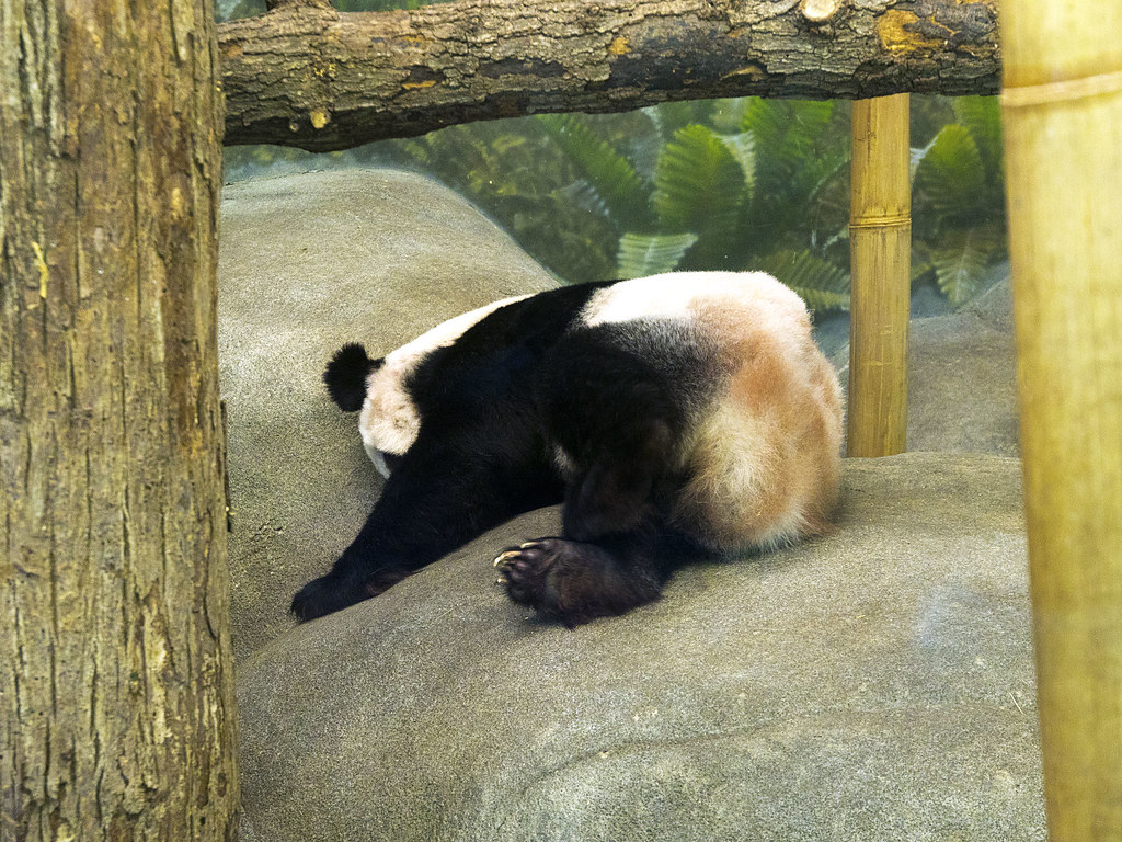 Memphis Zoo 08 31 2016 Giant Panda Ya Ya Female 7 Flickr