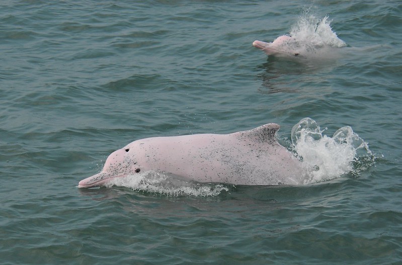 台灣白海豚。林務局提供