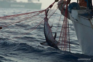 在地中海使用流刺網捕撈的非法漁船。（© Greenpeace/GParsons）