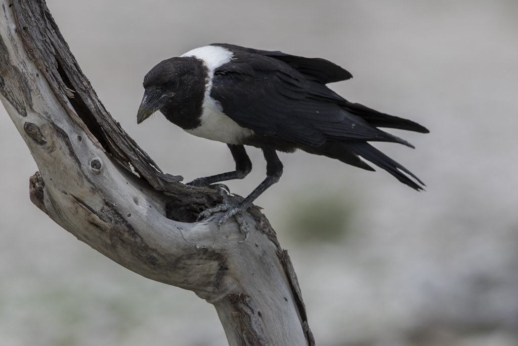 Pied Crow   Corvus Albus