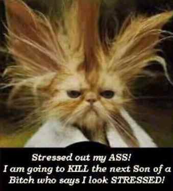 Stressed out my ASS! I am going to KILL the next son of bitch who says I look STRESSED!