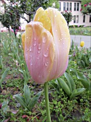 Yellow and pink tulip