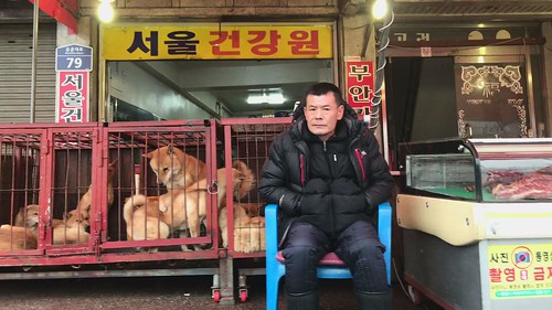 Live dogs at Moran Market, South Korea