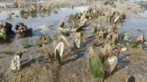 Bleaching Spoon seagrass (Halophila ovalis)