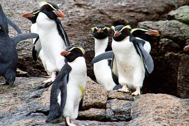 33588-Snares-Crested-penguins