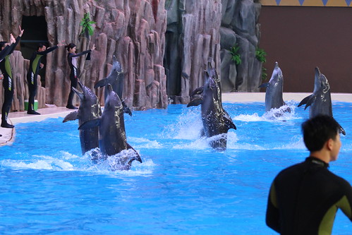Dolphin performance at Chimelong Ocean Kingdom, China April 2014
