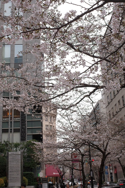 sakura blooming