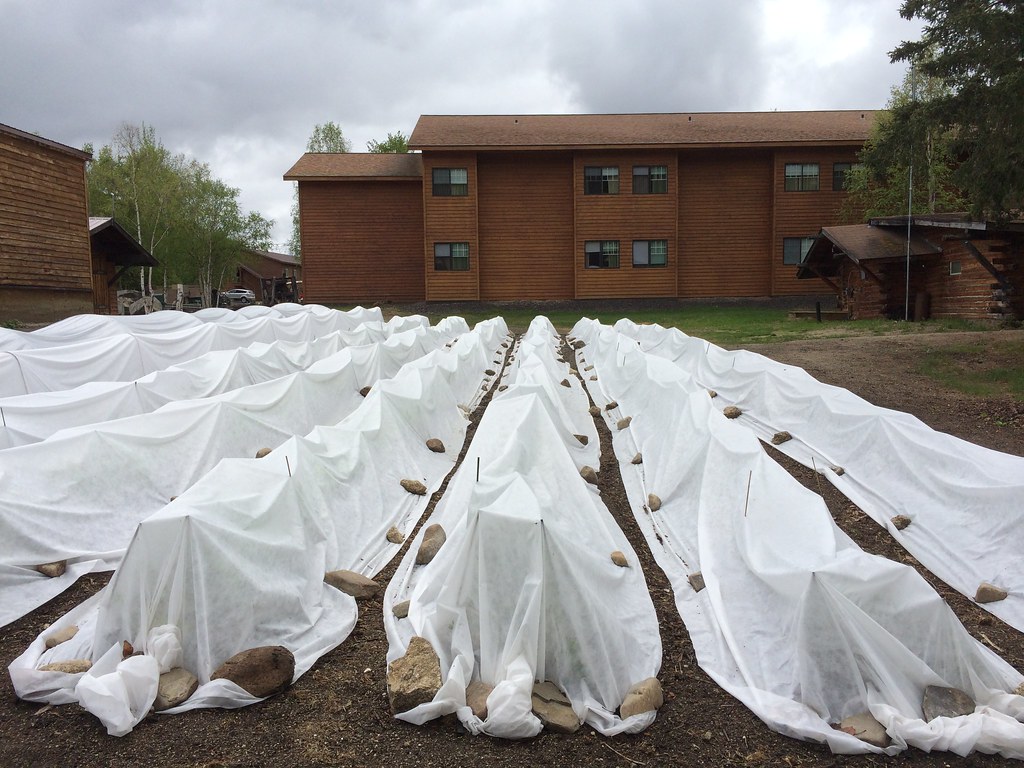 Floating Row Covers In A Vegetable Garden Location Chena Flickr