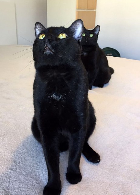 Apolo, gato negro bellísimo y mimosón esterilizado, nacido en Agosto´15, en adopción. Valencia. ADOPTADO. 33288714126_2c51e4a56c_z