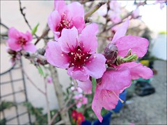 Nectarine blossoms