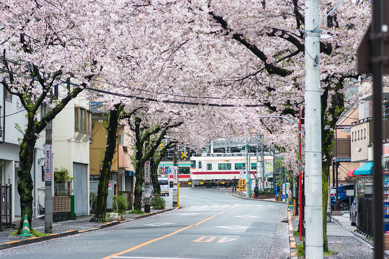 踏切から見える電車と桜並木