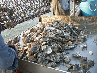 Oyster catch