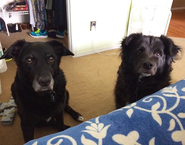 Begging for string cheese.