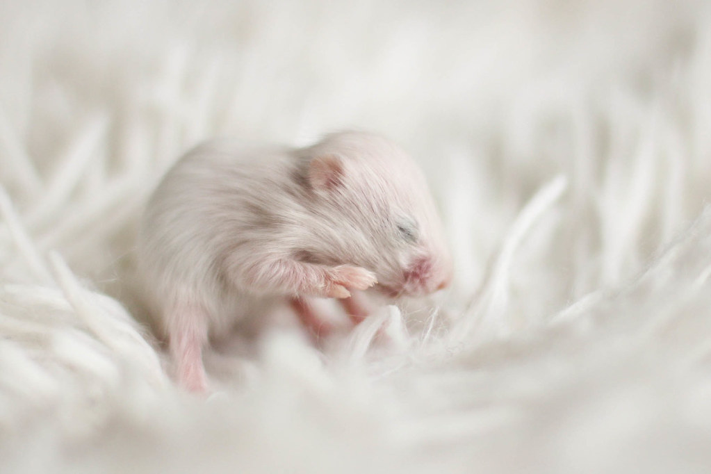 Hasil gambar untuk hamster syrian baby