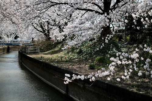 桜の花、舞い上がる道を 2017 3