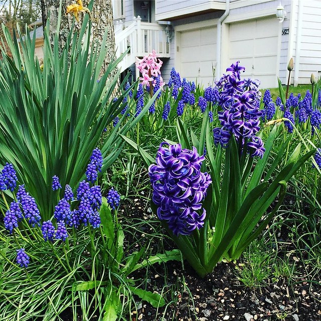 Hyacinth everywhere!