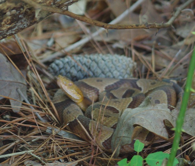 Stand clear of this one - copperhead snakes are venomous - York River State Park in Virginia