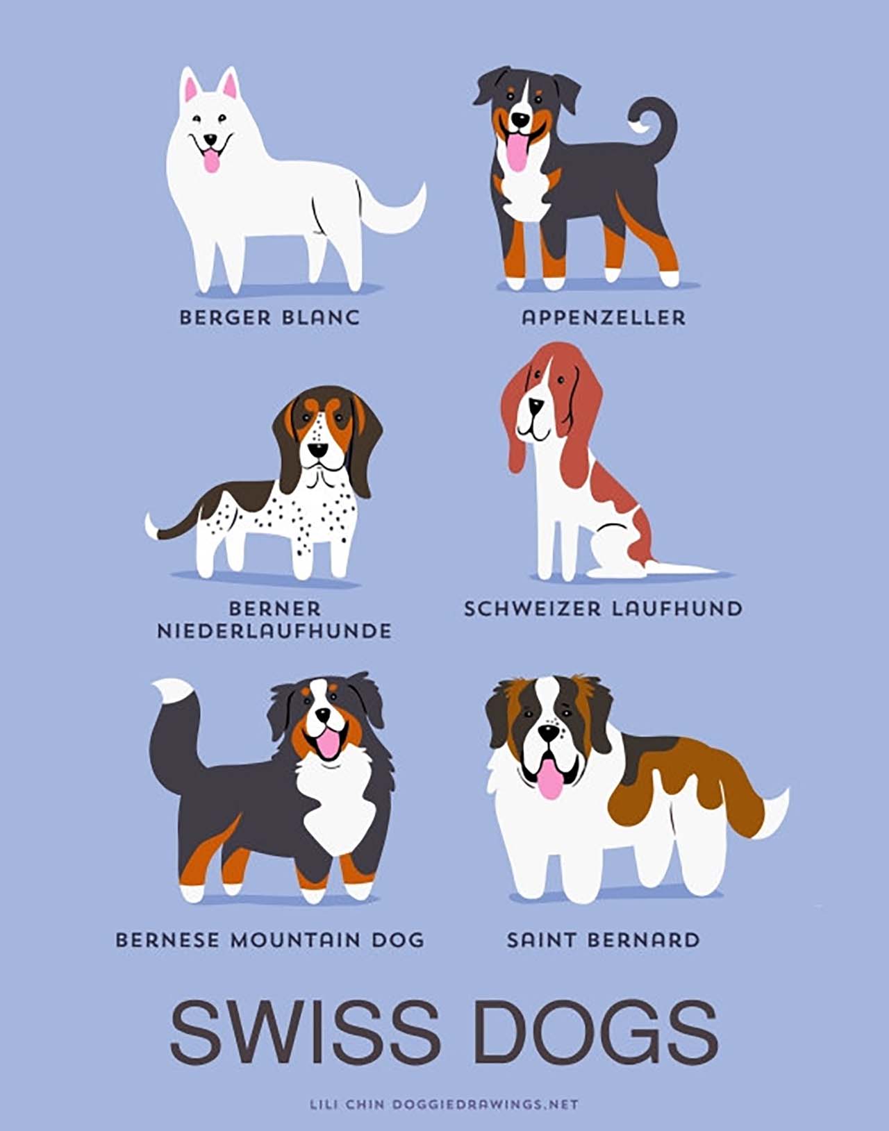 Origin Of Dogs: Cute Illustration By Lili Chin Show Where Dog Breeds Originating From #13: Swiss Dogs