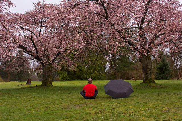 Week 112 chemo complete: Hello cherry blossoms!
