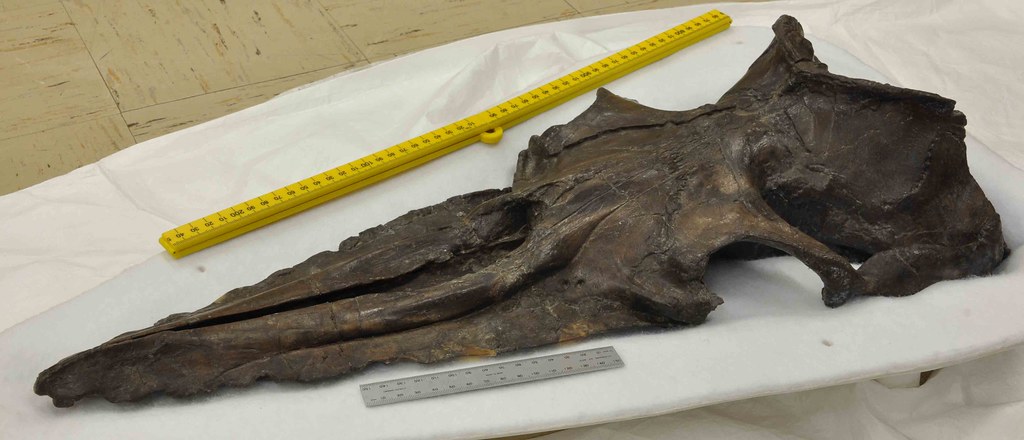 埃麻隆於1966年所命名的柯帝起始鯨頭骨化石。蔡政修攝於美國史密遜自然史博物館。