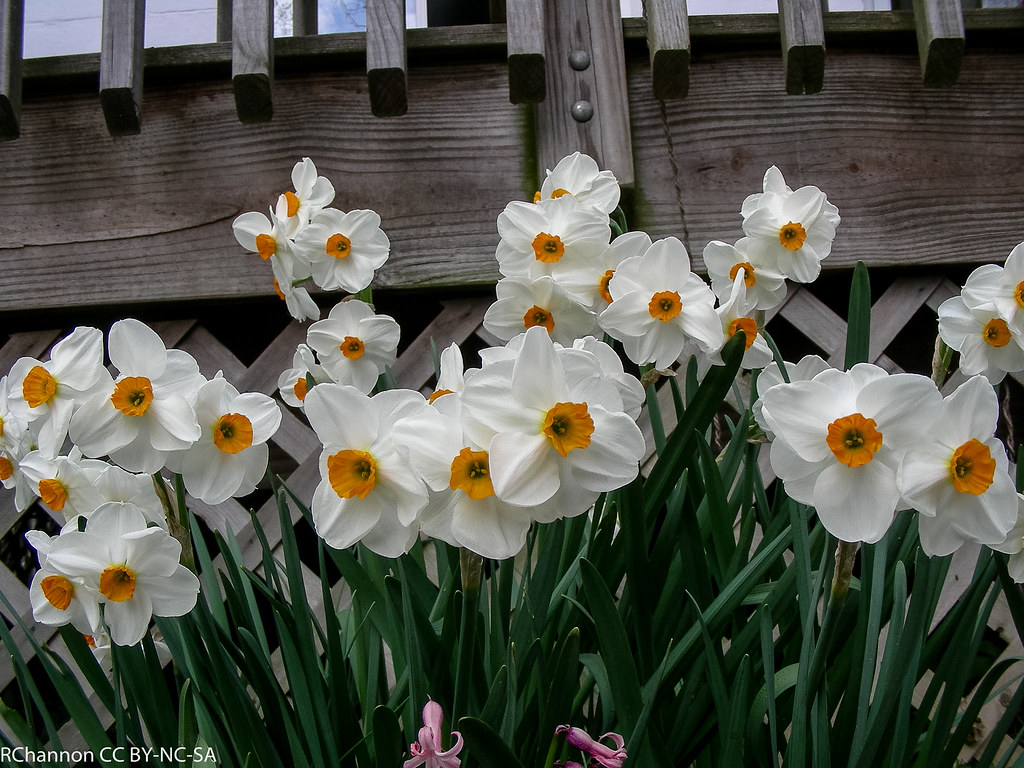 jdy102 bpl Narcissus 8wO Geranium epl Bgr2Egr Blo RbgbYard…  Flickr