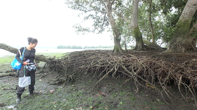 Erosion has exposed roots of this mangrove tree