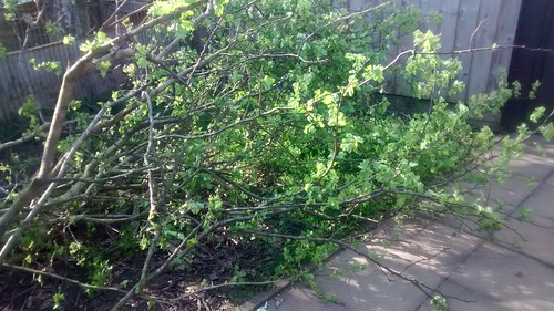 hawthorn branches Apr 17 (7)