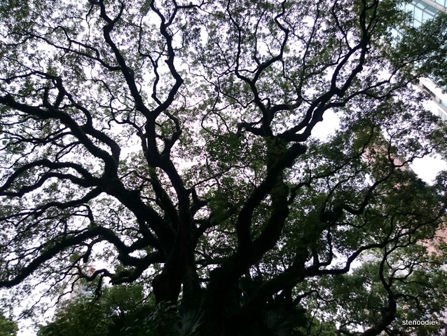  dense tree branches