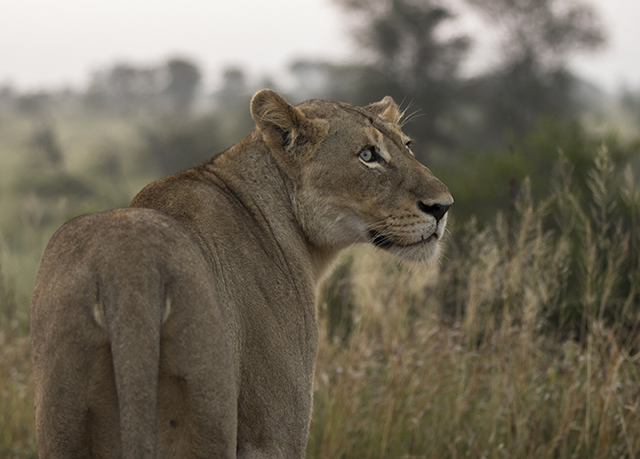 Etapa 4: Nuestras experiencias en Satara Camp (Kruger National Park) - Kruger-Addiction: Cuarta visita por libre al Parque Nacional Kruger (Sudáfrica) (11)