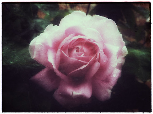 A pink rose in Snapseed